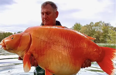 Cần thủ Anh bắt được cá vàng khủng nặng 30kg