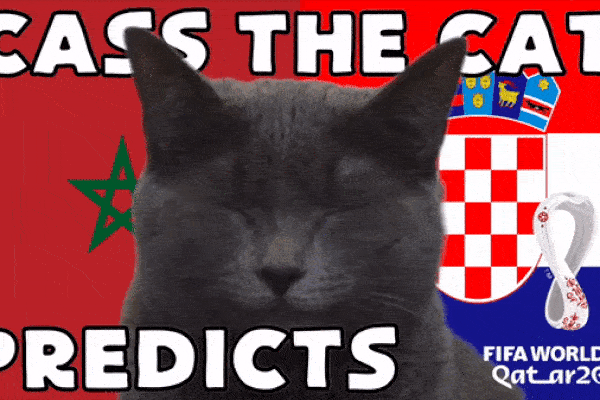 Dự đoán bóng đá World Cup 2022 trận Maroc vs Croatia với 'tiên tri mèo', vẹt vui nhộn