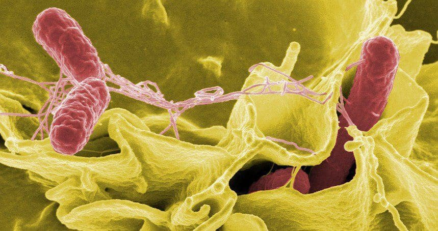 Vi khuẩn Salmonella gây ra vụ ngộ độc khiến 1 học sinh tử vong nguy hiểm như thế nào?