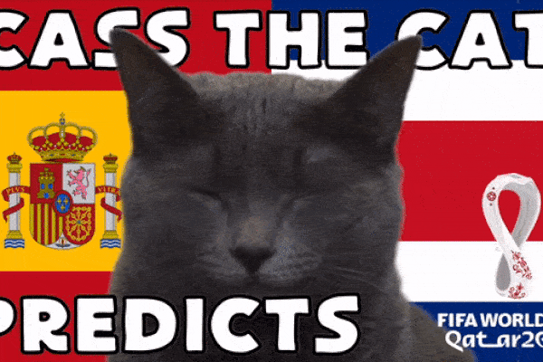Dự đoán tỉ số World Cup 2022 trận Tây Ban Nha vs Costa Rica với 'tiên tri mèo'