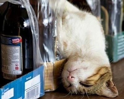 Những hình ảnh hài hước ‘vô đối’ của loài mèo trong giấc ngủ