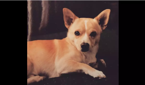 Chú chó 22 tuổi, chú mèo 27 tuổi đạt kỷ lục Guinness thế giới