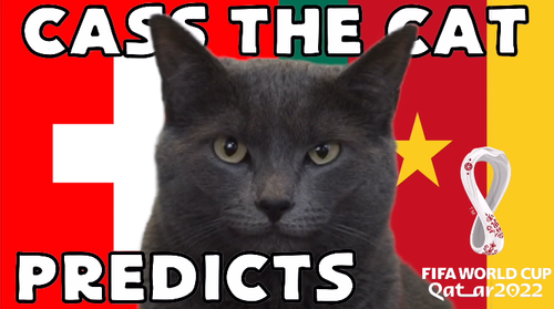 Dự đoán bóng đá World Cup 2022 trận Thụy Sĩ vs Cameroon với 'tiên tri mèo', vẹt vui nhộn