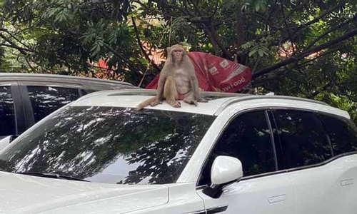 Khỉ hoang quậy phá người dân ở Hà Nội, nhân viên vườn thú đang vây bắt