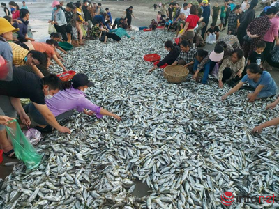 Hà Tĩnh: Trúng đậm mẻ cá đù hơn 5 tấn, nhóm ngư dân sung sướng chia 'lộc biển'