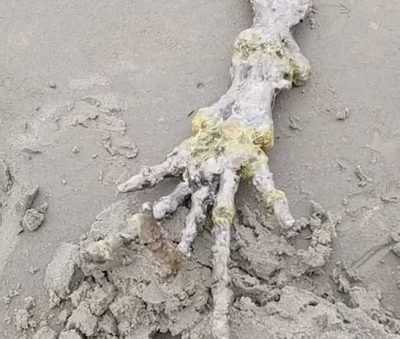Phát hiện sinh vật lạ 'ngoài hành tinh' có bàn tay xương xẩu, ngón tay dài trên bờ biển