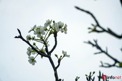 Hoa lê rừng bung nở khoe sắc trắng tinh khôi trên phố Hà Nội