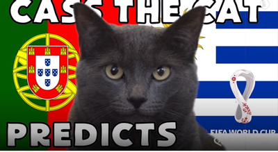 Dự đoán bóng đá World Cup 2022 trận Bồ Đào Nha vs Uruguay với mèo 'tiên tri'