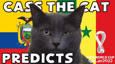 Dự đoán bóng đá World Cup 2022 trận Ecuador vs Senegal với mèo 'tiên tri'