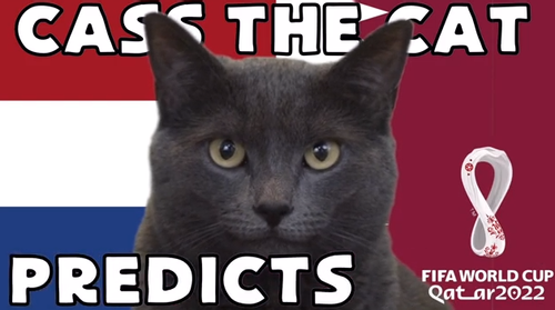 Dự đoán bóng đá World Cup 2022 trận Hà Lan vs Qatar với mèo 'tiên tri'