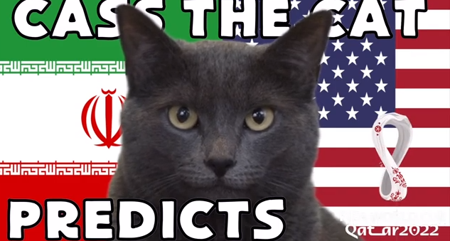 Dự đoán bóng đá World Cup 2022 trận Iran vs Mỹ với mèo 'tiên tri'