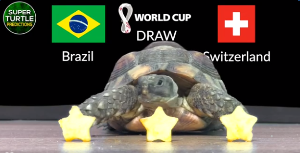 Dự đoán tỷ số World Cup 2022 trận Brazil vs Thuỵ Sĩ với 'thần rùa', đại bàng