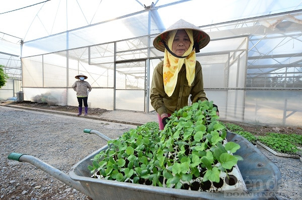 một bác nông dân đã hơn 20 năm làm nông nghiệp ở Lâm Đồng: “Ai chịu chi lớn nhất thì hàng hoá mới vào được siêu thị”. Ảnh minh hoạ: Quốc Tuấn