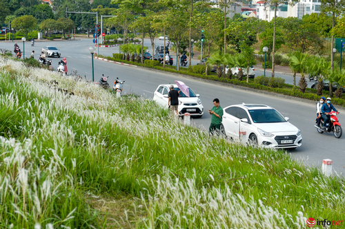 Hà Nội: Người dân vô tư đỗ xe dưới lòng đường vào chụp ảnh giữa 'thảm' cỏ lau