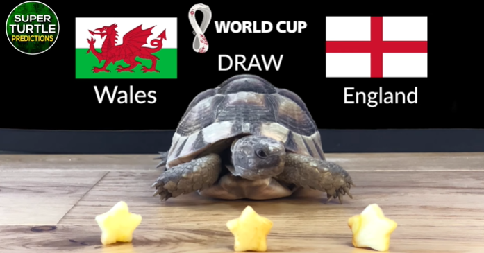Dự đoán bóng đá World Cup 2022 trận Xứ Wales vs Anh với thần rùa