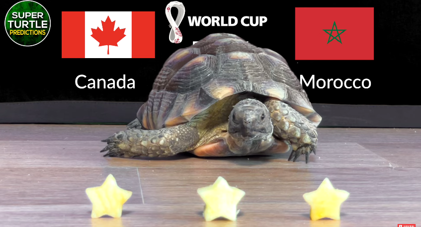 Dự đoán bóng đá World Cup 2022 trận Canada vs Maroc với thần rùa