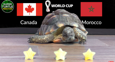 Dự đoán bóng đá World Cup 2022 trận Canada vs Maroc với thần rùa
