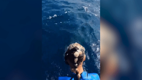 Clip nữ thợ lặn thoát hàm cá mập trong gang tấc