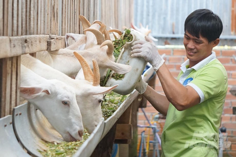 Nuôi giống dê Saanen, thu tiền tỷ mỗi năm từ bán sữa ảnh 1