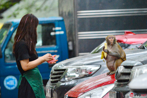 Hà Nội: Đã bắt được con khỉ tấn công người ở Duy Tân