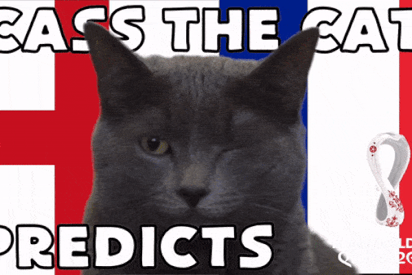 Dự đoán bóng đá World Cup 2022 trận Anh vs Pháp với mèo 'tiên tri'