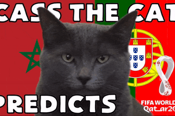 Dự đoán bóng đá World Cup 2022 trận Maroc vs Bồ Đào Nha với mèo 'tiên tri'