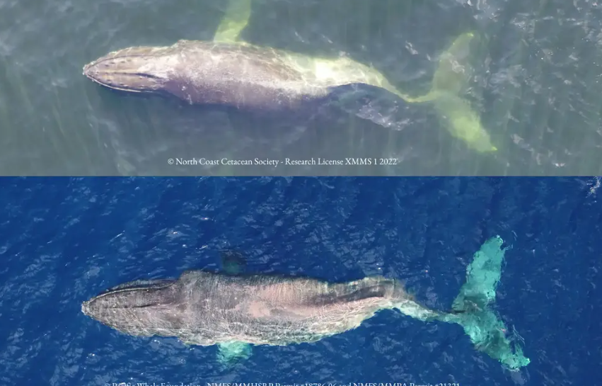 Cá voi lưng gù bơi 5.000 km trong tình trạng chấn thương cột sống