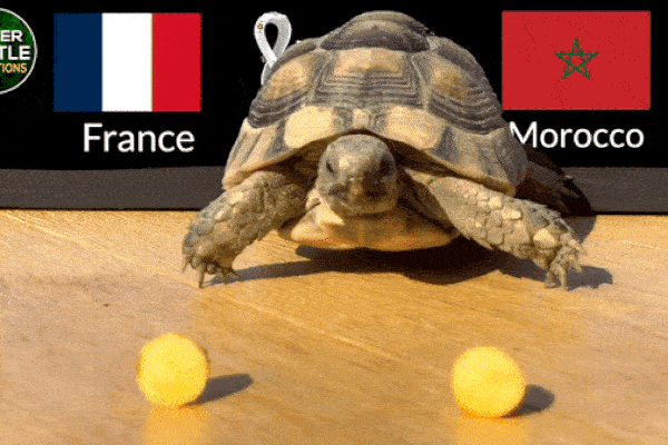 Dự đoán bóng đá World Cup 2022 trận Pháp vs Maroc với 'thần rùa'