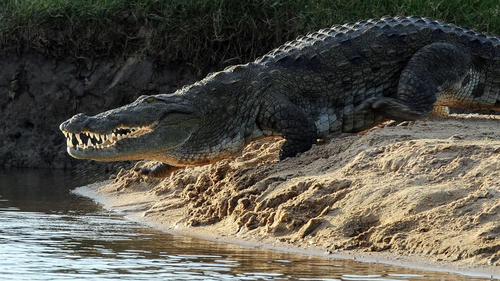 Thiếu nữ mất mạng do bị cá sấu tấn công trong lúc cùng mẹ đi tắm sông