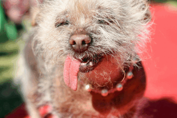 Phì cười với 'dung nhan' những chú chó xấu xí nhất thế giới