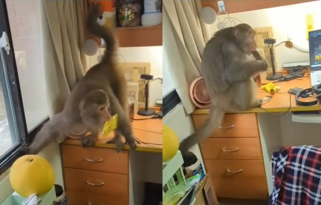 Video: Con khỉ xông vào khu ký túc xá sinh viên cướp đồ ăn giữa ban ngày