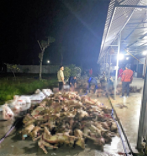 Hàng nghìn con lợn bị chết cháy ở Nghệ An