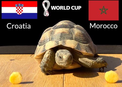 Dự đoán bóng đá World Cup 2022 trận Croatia vs Maroc với 'thần rùa'