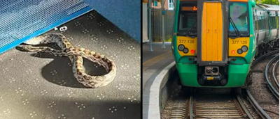 Con rắn dài 1 mét gây hoảng loạn trên tàu hỏa ở Anh