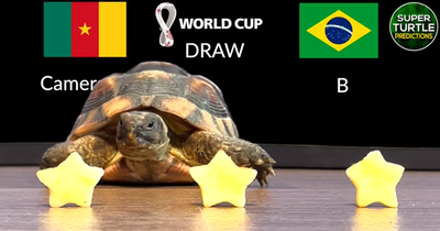 Dự đoán bóng đá World Cup 2022 trận Cameroon vs Brazil với 'tiên tri thần rùa'
