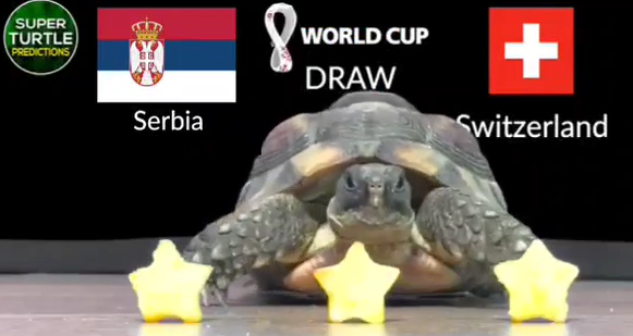 Dự đoán bóng đá World Cup 2022 trận Serbia vs Thuỵ Sĩ với 'tiên tri thần rùa'