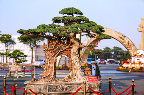 Cây bonsai trăm tuổi được trả giá chục tỷ đồng chủ chưa bán