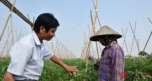 Niềm vui của một giám đốc hợp tác xã sản xuất rau củ an toàn ở Bắc Ninh