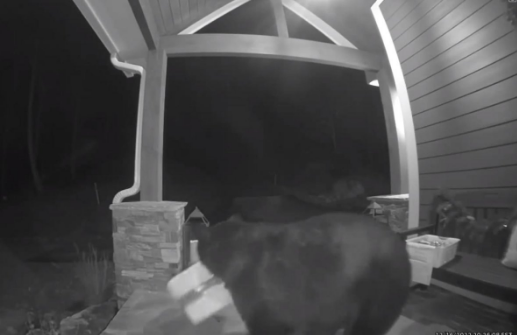 Gấu đánh cắp túi bánh mỳ trước cửa nhà dân ở Mỹ