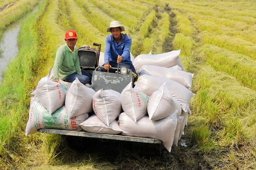 Xuất khẩu gạo của Việt Nam lập kỷ lục, giữ vị trí dẫn đầu thế giới