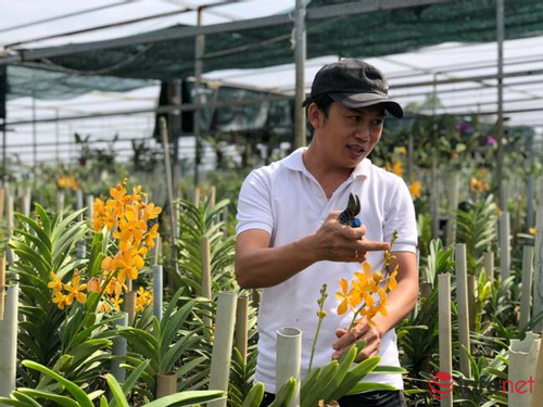 Khởi nghiệp từ trồng hoa lan cắt cành bán quanh năm, thanh niên Đà Nẵng thu tiền tỷ