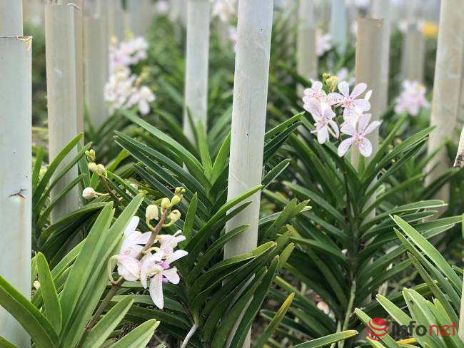 Hướng dẫn trồng hoa lan cắt cành Mokara  Farmvina Cây Hoa Kiểng