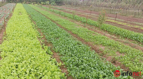 Phát triển chuỗi sản xuất nông nghiệp ven đô thành vùng nông nghiệp bền vững