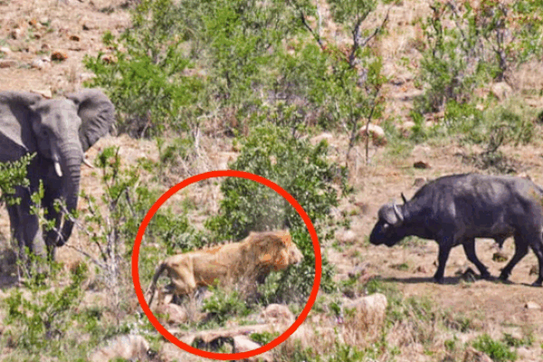 Voi, trâu rừng và sư tử châu Phi đụng độ nhau trong cuộc chạm trán hiếm thấy