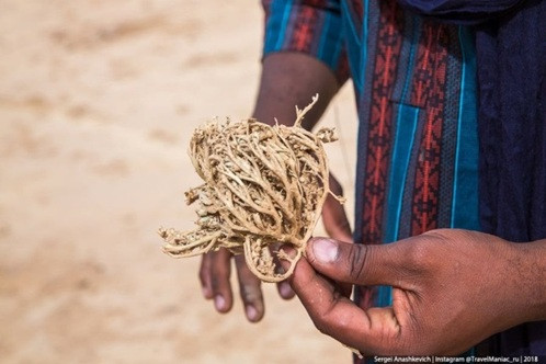 Biện pháp tránh thai kỳ lạ ở sa mạc Sahara