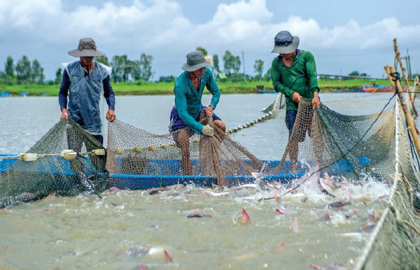 Giải pháp quản lý vùng nuôi dự báo sản lượng thủy hải sản