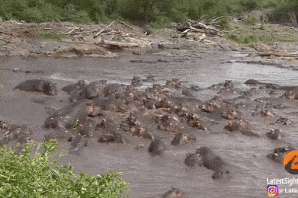 Hơn 30 con hà mã tấn công một con cá sấu