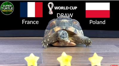Dự đoán bóng đá World Cup 2022 trận Pháp vs Ba Lan với 'tiên tri thần rùa'
