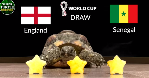 Dự đoán bóng đá World Cup 2022 trận Anh vs Senegal với 'tiên tri thần rùa'