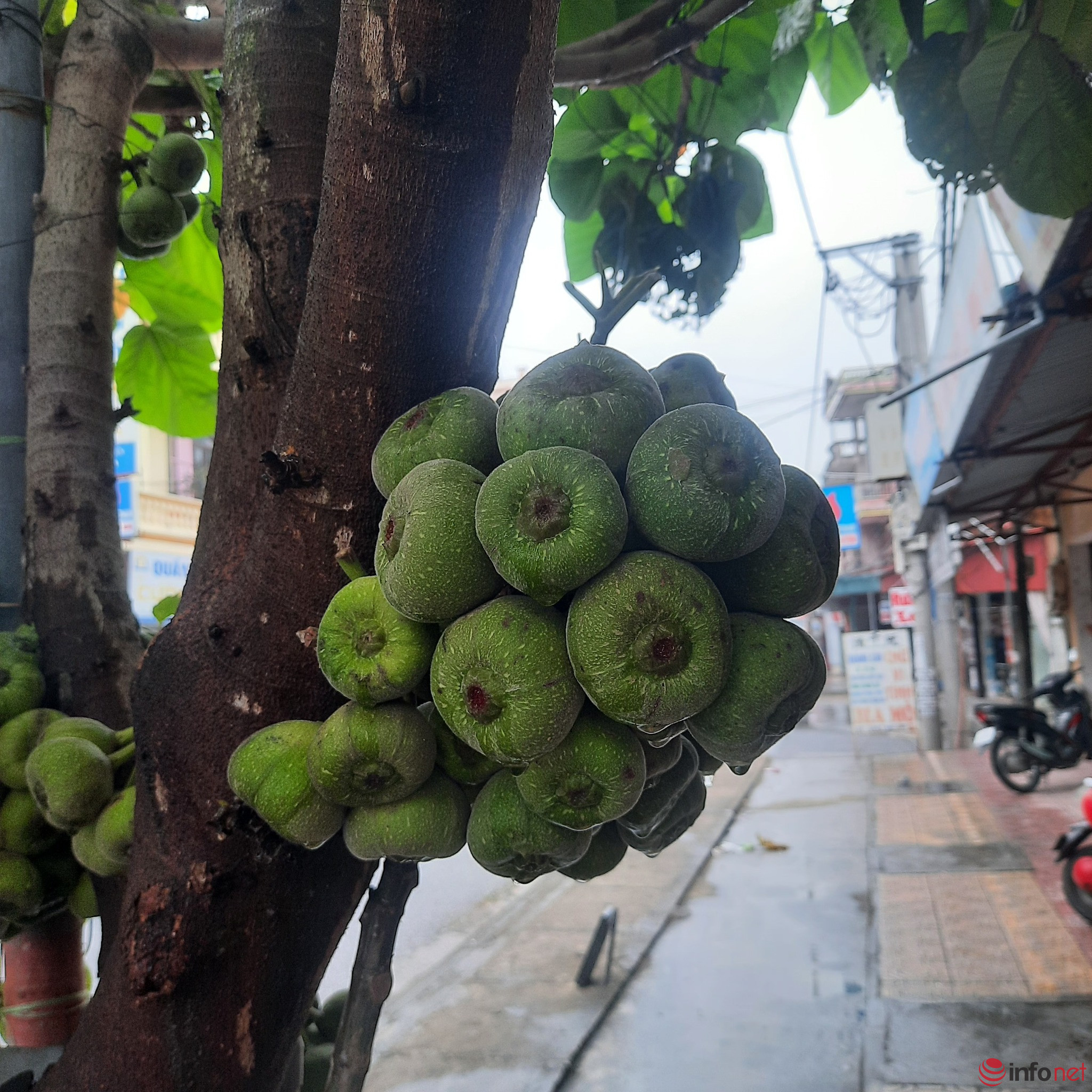 Loại quả đọc tên thấy đau được dùng thay rau, ai không nên đụng đũa?